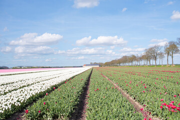 Tulip field in The Netherlands