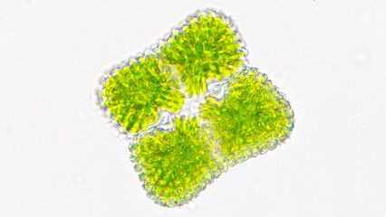Freshwater green microalgae, Cosmarium margaritatum. Live cell. Selective focus
