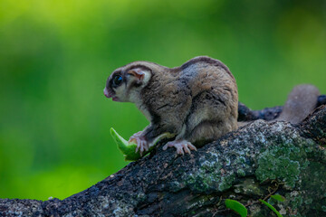 A sugar glider eating a guava on mossy tree branch with natural bokeh background 