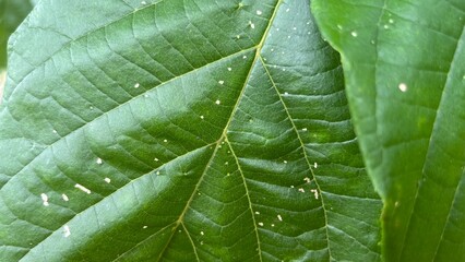 close up of green leaf