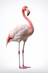 Fotobehang Flamingo full body, isolated on white background. generative AI © matteo