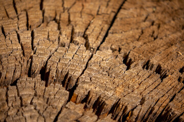 The texture of the stump in the cut. Cutting down trees for firewood.