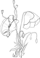 Poppies flower drawing on white background