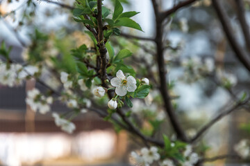 White flowers, green leaves in the sharpness zone, shallow depth of field. The flowering of the fruit tree. Flowers of fruit trees in spring. Beautiful white flowers on a fruit tree.