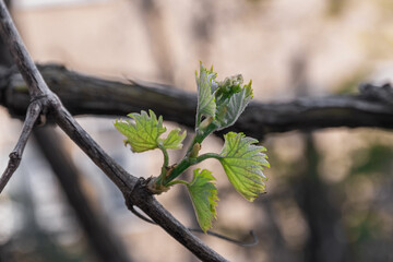 Green leaves in the sharpness zone, shallow depth of field. A young grape sprout in spring. Young leaves on a sunny spring day.
