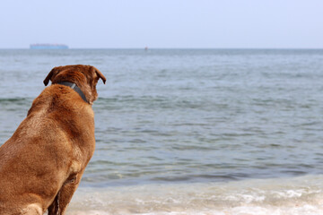 Labrador Retriever sitting on the sand by the sea. Adult dog on a walk. Horizontal photo with space for text. 