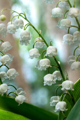 Spring flower lily of the valley. Lily of the valley. Horizontal. Ecological background. Blooming lily of the valley  in the sunlight. 