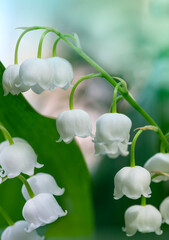 Spring flower lily of the valley. Lily of the valley. Horizontal. Ecological background. Blooming lily of the valley  in the sunlight. 