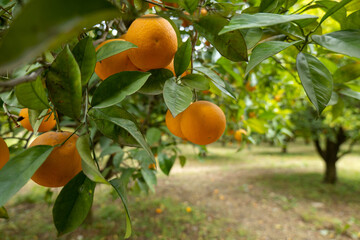 Obrazy na Plexi  pomarańcze na gałęzi
