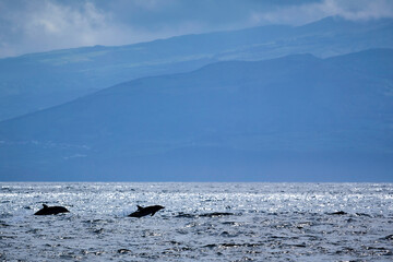Ozean mit einer Insel im Hintergrund und springenden Delfinen © Olgierd Kajak