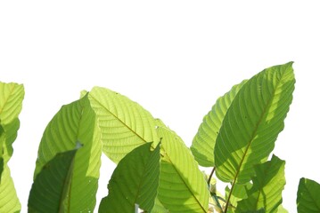 Naklejka na ściany i meble A branch of Kratom leaves with sunlight on white isolated background for green foliage backdrop with copy space