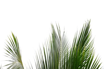 Obraz premium Tropical coconut leaves on white isolated background for green foliage backdrop