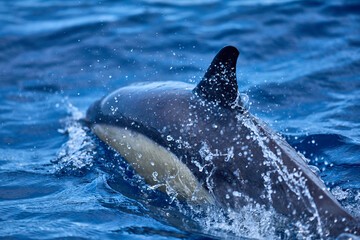 Delfin in seinem Element, im Ozean © Olgierd Kajak