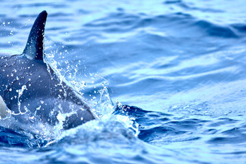 Delfin spielt im Wasser, im atlantischen Ozean 
