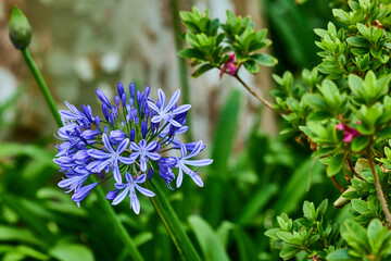 Afrikanische Schmucklilie - Agapanthus africanus