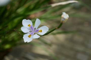 Nahaufnahme einer blühenden Afrikanischen Schwertlilie (Dietes grandiflora) mit weißen Blütenblättern und violetten Details. © Olgierd Kajak