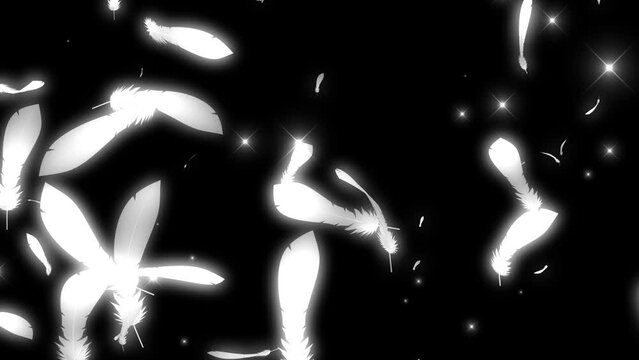 舞い落ちる鳥の羽