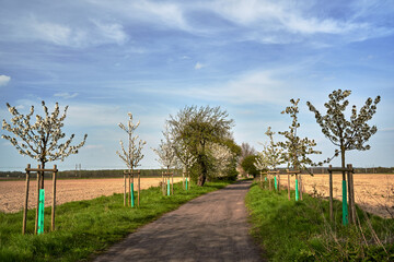 Dirt road and white flowering fruit trees in spring