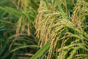Closeup focus grain rice spike harvest agriculture landscape view