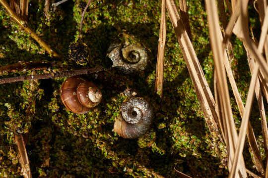 Sumpfdeckelschnecke (Viviparidae) und Posthornschnecken (Planorbarius corneus)	
