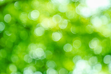 Green color bokeh, Green bacground, Blurred nature bokeh ure for the background