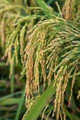 Closeup focus grain rice spike harvest agriculture landscape view
