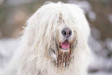 The portrait of a young South Russian Shepherd dog posing outdoors in winter