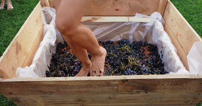 A young woman crushes grapes with her feet. Female feet crushing ripe grapes in a bucket after harvesting grapes. Wine production