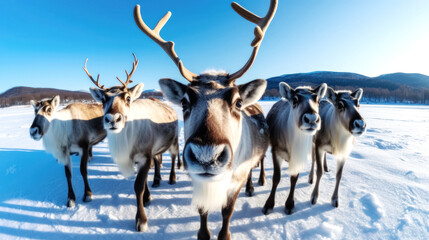 A herd of reindeer traverse a snowy field under a crisp blue winter sky, their breath fogging up in the freezing air. Generative AI
