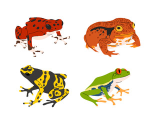 Set of tropical colorful frogs concept. Tropical and exotic animals. Biology and zoology. Ecology and environment, wild life nature. Cartoon flat vector collection isolated on white background