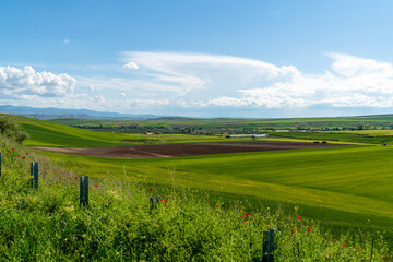 Green crops in a hilly field.