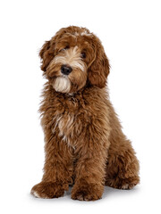 Cute red with white spots Labradoodle dog, sitting up slightly side ways. Looking straight to camera with cute head tilt. isolated on a white background.