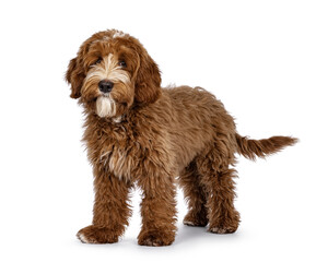 Cute red with white spots Labradoodle dog, standing side ways. Looking straight to camera. isolated on a white background.
