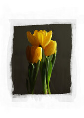 Yellow tulips with oil paint, in a white frame