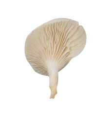 Single Oyster mushroom isolated. Vegan food element