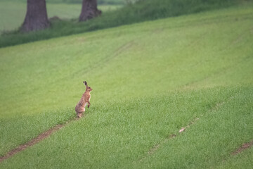 Brown hare or European hare (Lepus europaeus) on a late spring morning, Angus, Scotland
