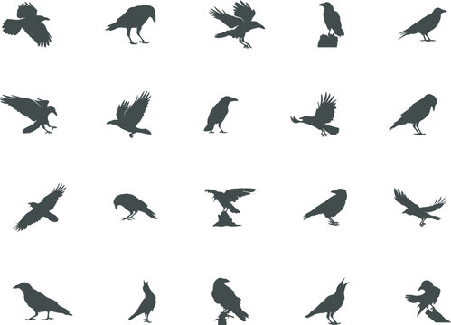 Raven silhouette, Crow silhouette, Crow and Raven silhouette, Crow vector illustration, Raven SVG, Crow Clipart.