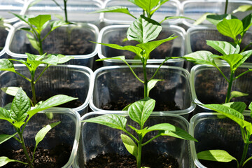 paprika seedlings in plastic containers with earth isolated, close up  