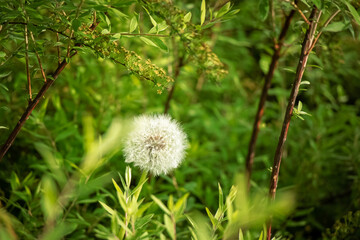 Fluffy white dandelion on lemon verbena hedge leaves background in sunlight green full screen background