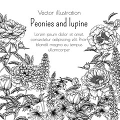 Vector frame summer garden in engraving style. Peony and lupine flowers