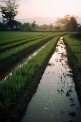 Fototapeta na wymiar General view of rice fields, created using generative ai technology