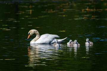 Fototapeta premium A Swan Family on a Pond
