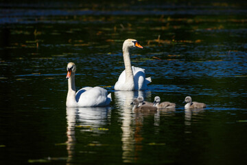 A Swan Family on a Pond