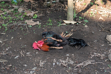 The rooster rolls on the ground