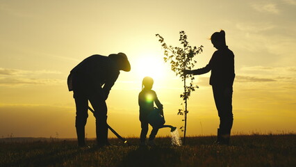 fresh sapling tree sunset, young roots, soil earth, plant garden, silhouette happiness family...