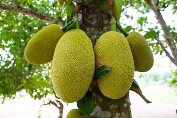 Jackfruits on a tree in the orchard. Ripe jackfruit on the tree