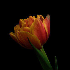 Red-yellow blooming tulip with green stem and leaf isolated on black background. Studio close-up shot.