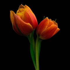 Red-yellow blooming tulip with green stem and leaf isolated on black background. Studio close-up shot.