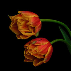 Two red-yellow blooming tulips with green stem and leaf isolated on black background. Studio close-up shot.