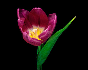 Dark red blooming tulip with green stem and leaves isolated on black background. Close-up studio shot.